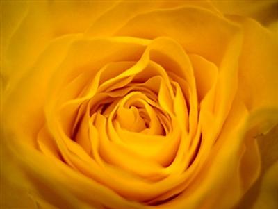 yellow rose.jpg